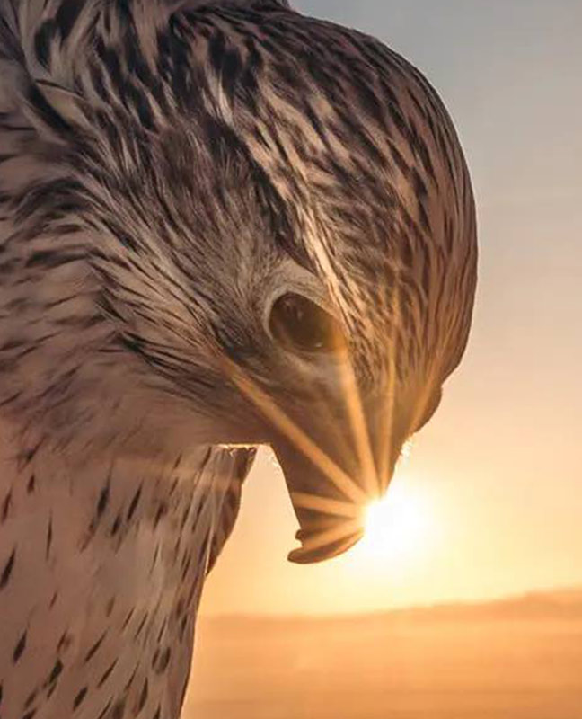 Falcon Pictures